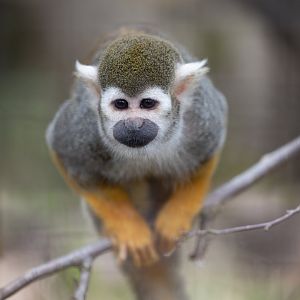 Squirrel Monkey / Cotswold Wildlife Park / 5-4-23
