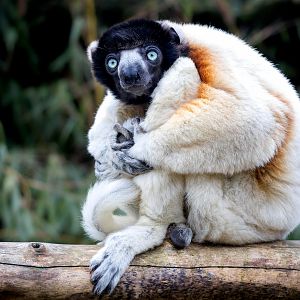 Crowned Sifaka / Cotswold Wildlife Park / 5-4-23