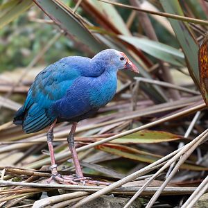 Purple Swamphen / Cotswold Wildlife Park / 5-4-23