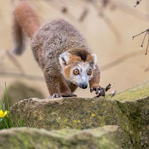 Crowned Lemur / Cotswold Wildlife Park / 5-4-23