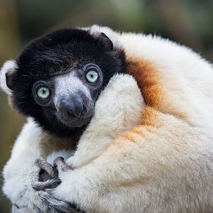 Crowned Sifaka / Cotswold Wildlife Park / 5-4-23