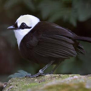 Sumatran Laughingthrush / Cotswold Wildlife Park / 5-4-23