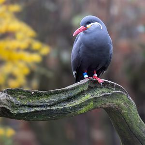 Inca Tern / Cotswold Wildlife Park / 5-4-23