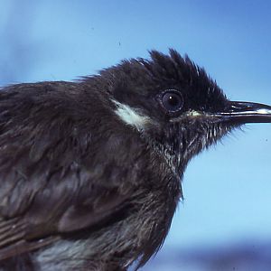 Scrub Honeyeater