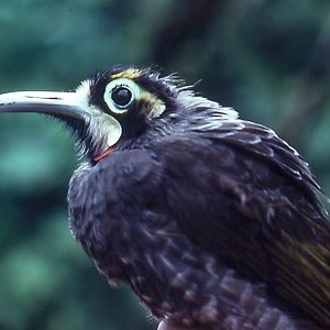 Yellow-browed Melidectes