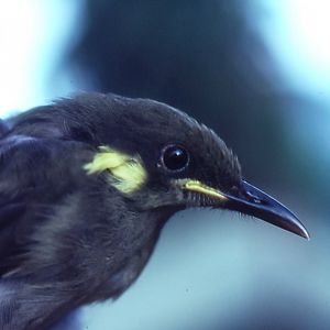 Yellow-gaped Honeyeater