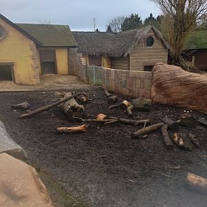 Visayan Warty Pig enclosure
