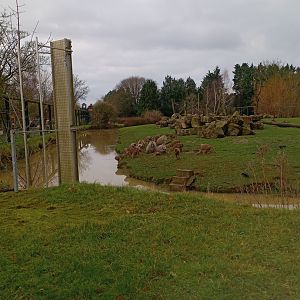 Hamadryas Baboon enclosure