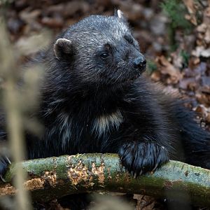 Wolverine (f), ZSL Whipsnade, UK