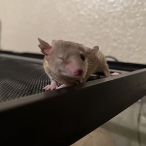 My gray short-tailed opossum as pet