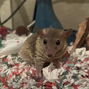 My gray short-tailed opossum as pet