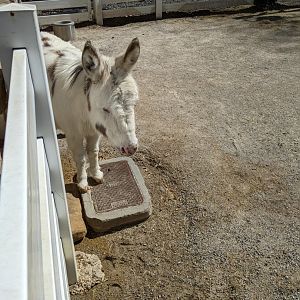 Miniature Donkey