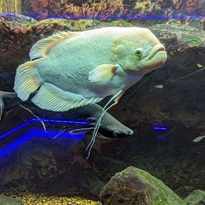 Giant Gourami