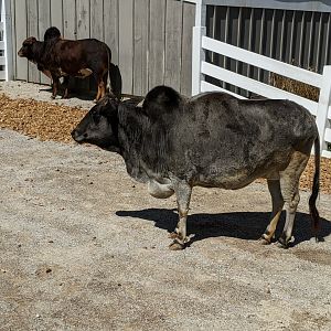 Mini Zebu