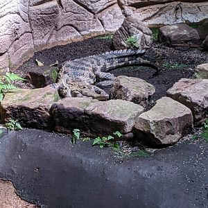 Slender-Snouted Crocodile