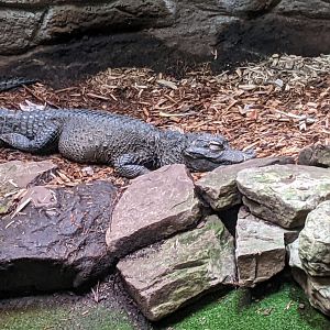 Dwarf Crocodile