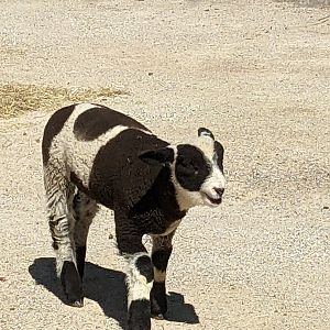 Harlequin Sheep Lamb