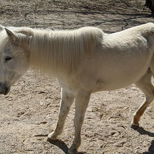 Mini Horse