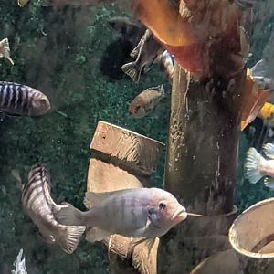 Cichlid ID?