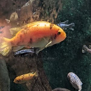 Cichlid ID?