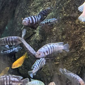 Cichlid ID?