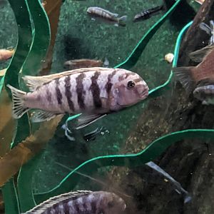 Cichlid ID?