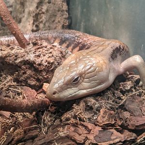 Blue-Tongued Skink