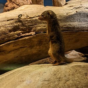 Dwarf Mongoose