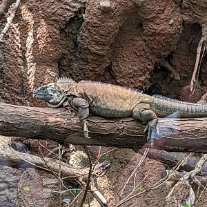 Jamaican Iguana