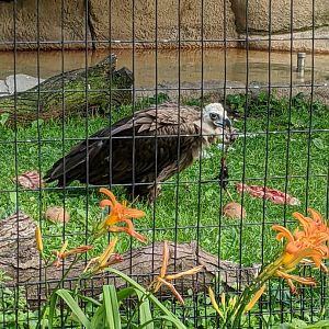 Cinereous Vulture with a snack