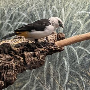 White-Headed Buffalo Weaver