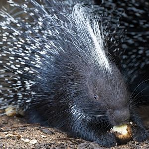 African crested porcupine, CWP, UK