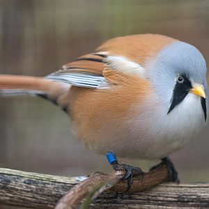Bearded reedling, CWP, UK