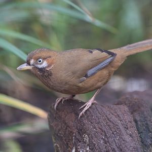 Western moustached laughing thrush, CWP, UK