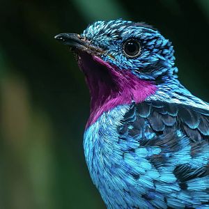 Spangled cotinga (Cotinga cayana)