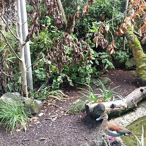 Red-shouldered teal (Callonetta leucophrys)