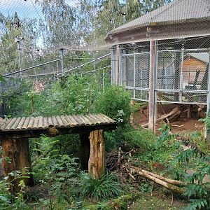 Siberian tiger enclosure