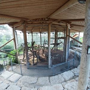 Siberian tiger feeding presentation