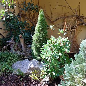 Domestic ferret enclosure