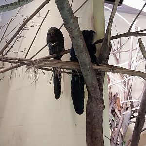 Dschungelhaus - White-faced saki (Pithecia pithecia)