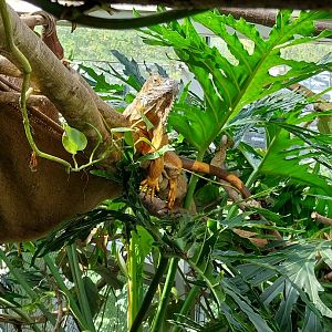 Dschungelhaus - Green iguana (Iguana iguana)