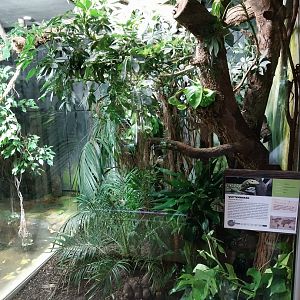 Reptilienhaus - Quince monitor enclosure