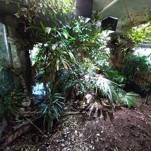 Reptilienhaus - Enclosure for western dwarf crocodile