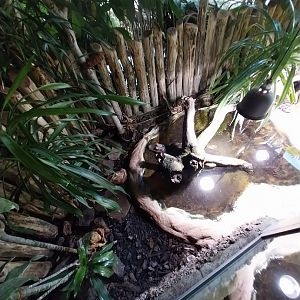 Reptilienhaus - Western dwarf crocodile (Osteolaemus tetraspis)