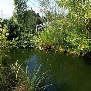 American alligator pond