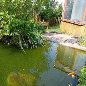 American alligator (Alligator mississippiensis)