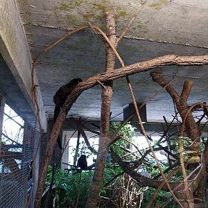 Tropenhaus - Goeldi's monkey (Gallimico goeldii)