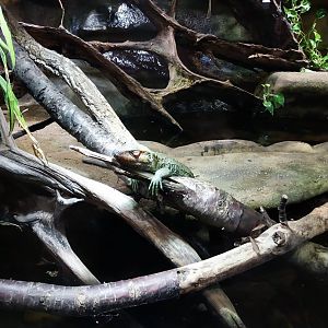 Tropenhaus - Caiman lizard (Dracaena guianensis)