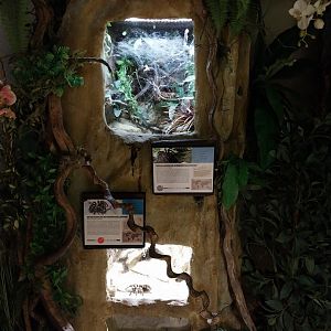 Tropenhaus - Tarantulas