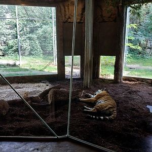 Tiger Höhle - Siberian tiger (Panthera tigris altaica)